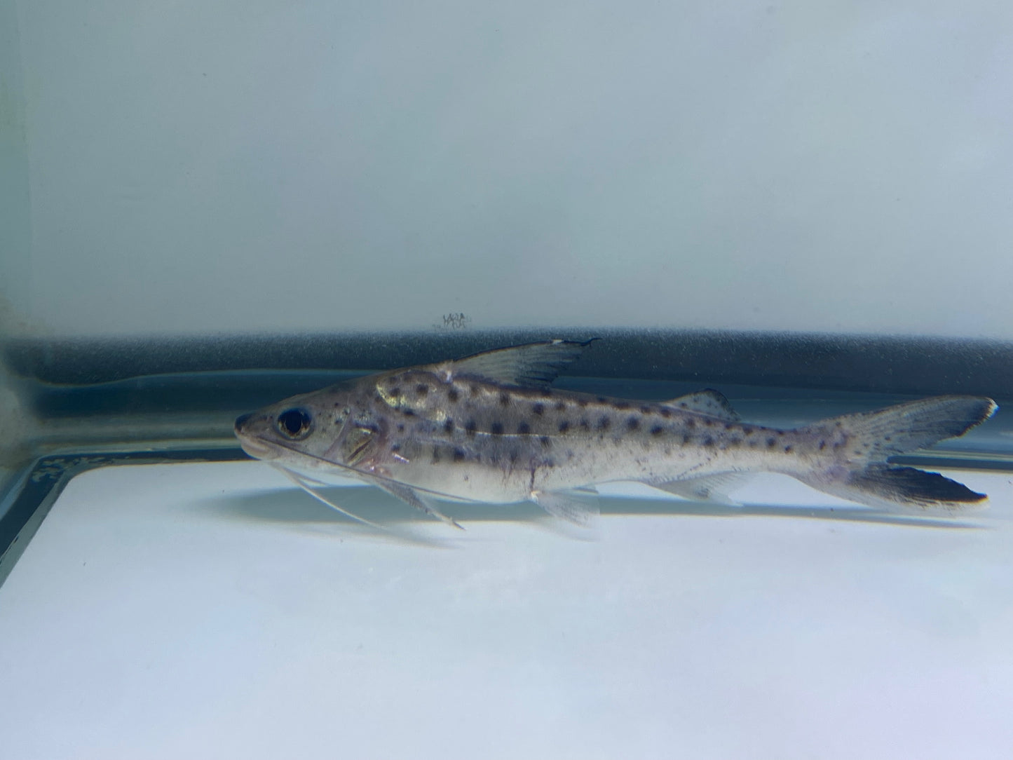 Lince Catfish 5"