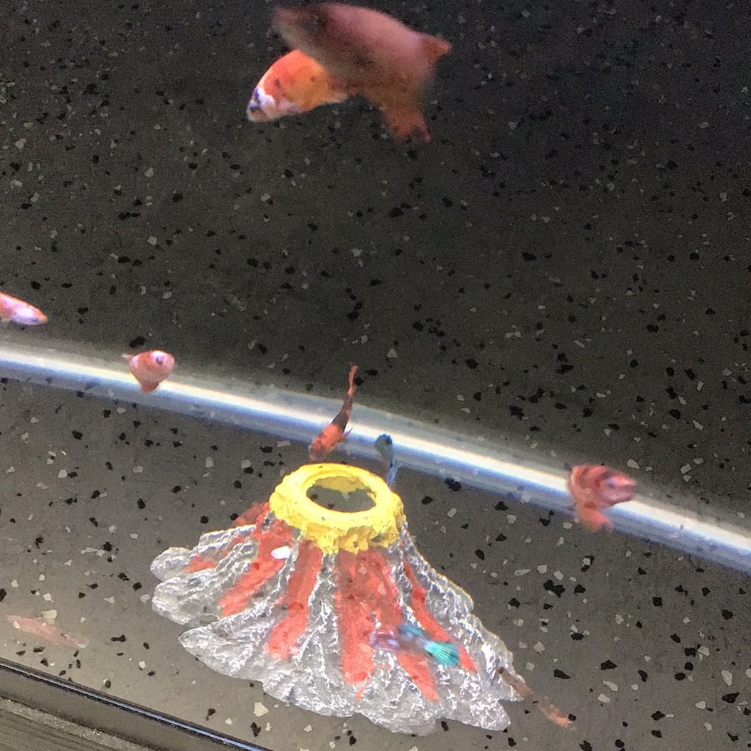 Betta Female