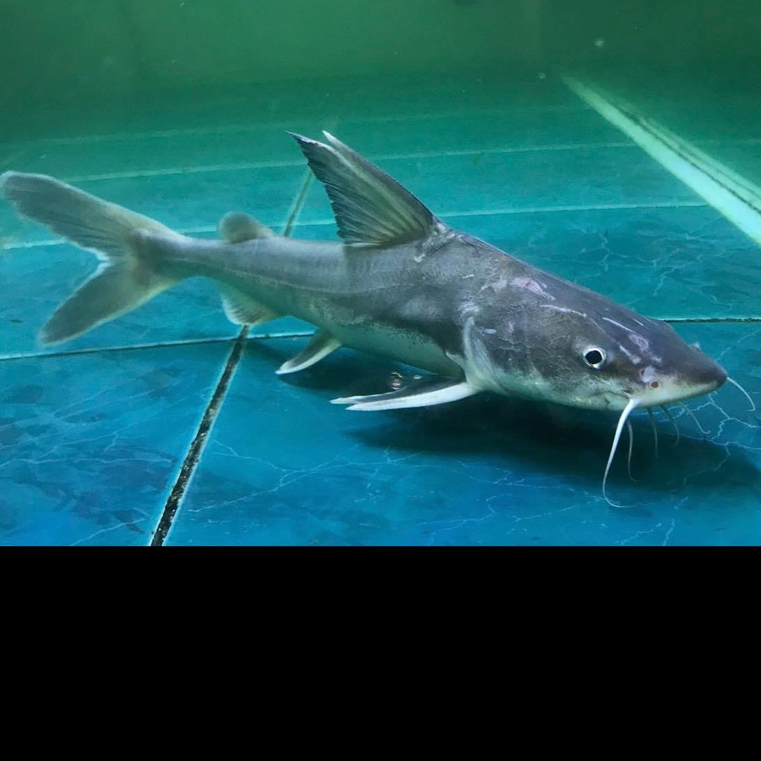 Hemarius Stormii Catfish 4-5"