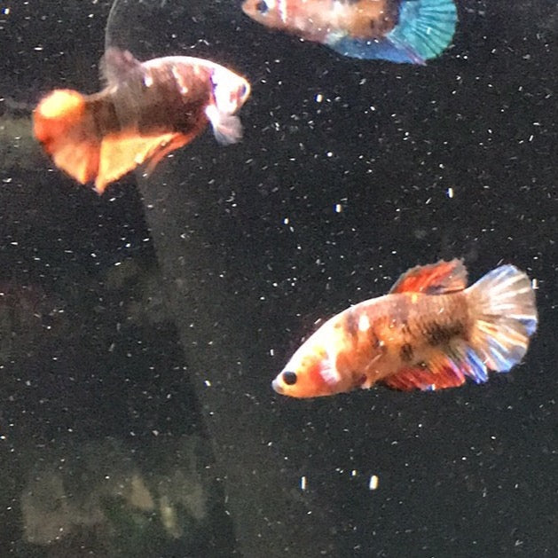 Betta Female