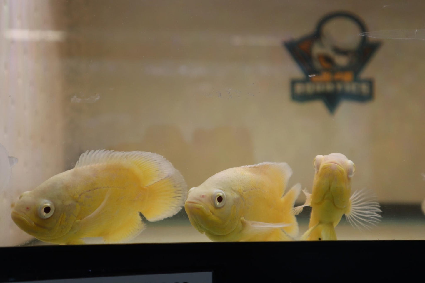 Lemon Oscars 3"