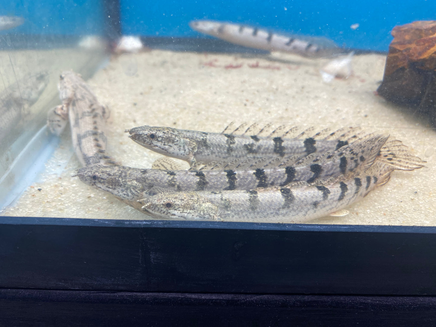 Delhezi Bichir 4-5"