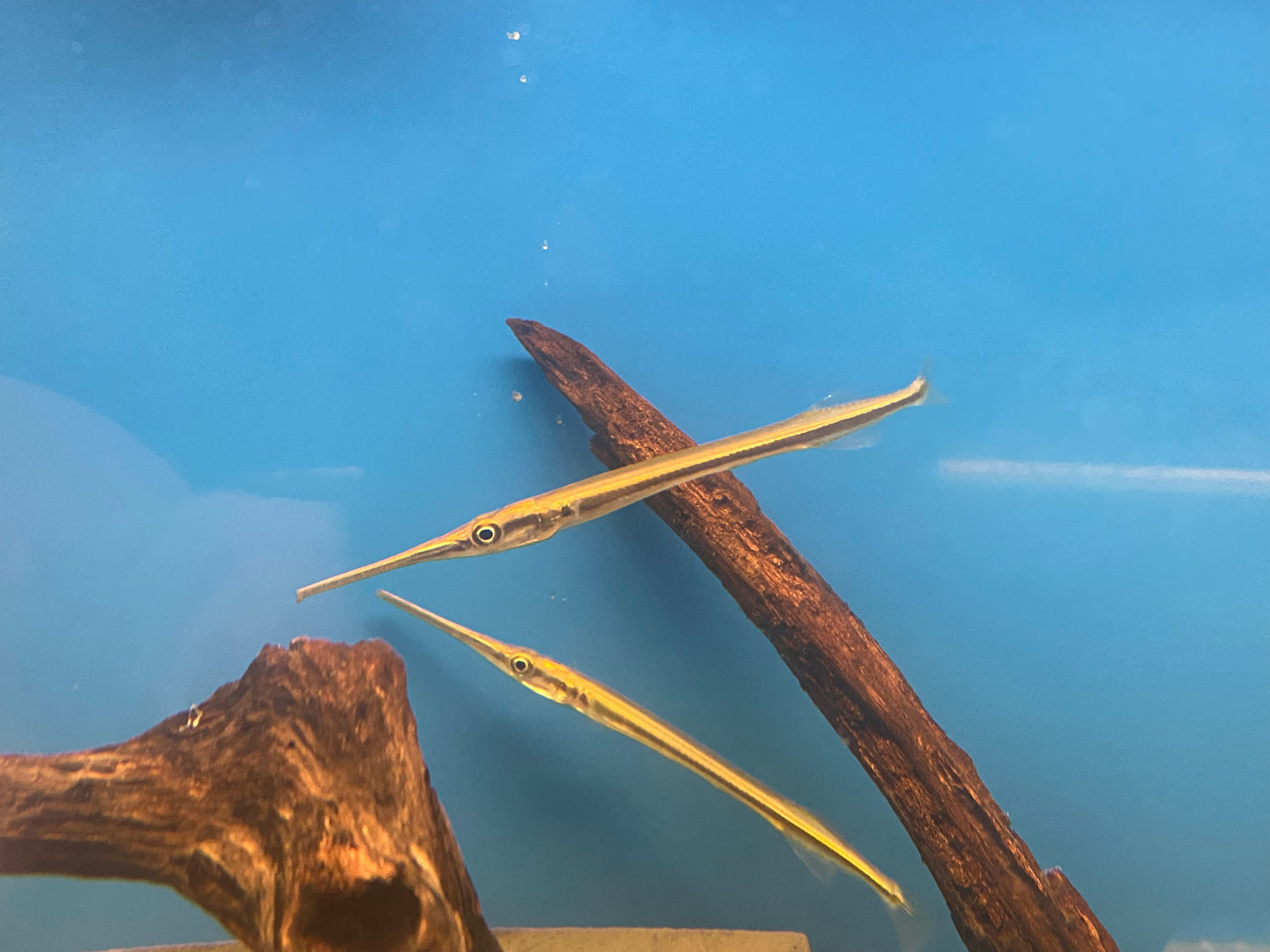 Asian Gar