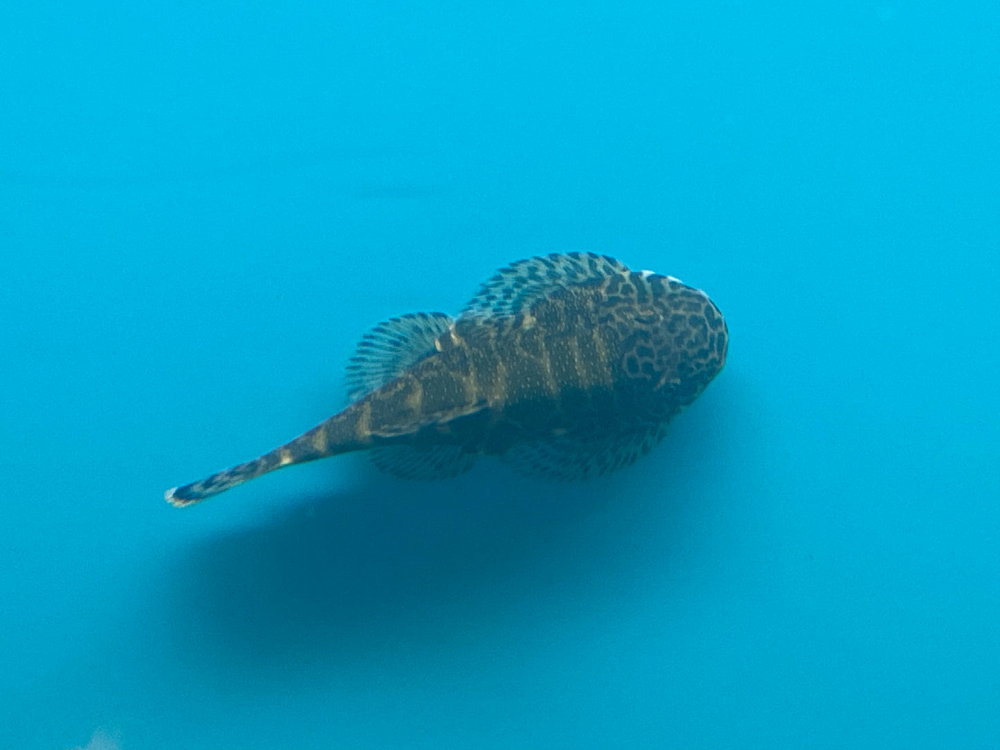 Neon Borneo Sucker