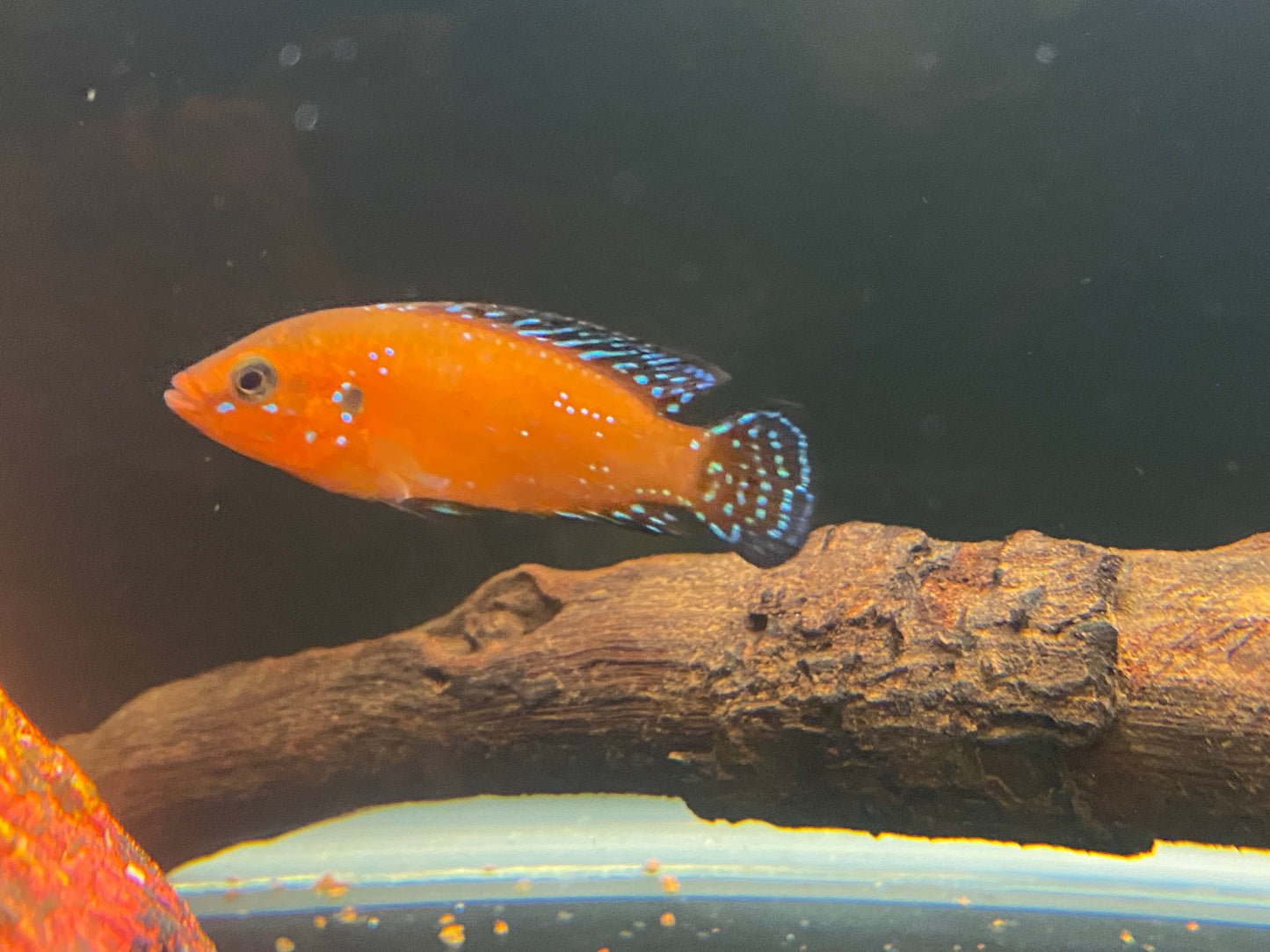 Turkana Red Jewel Cichlids 1.5-2"