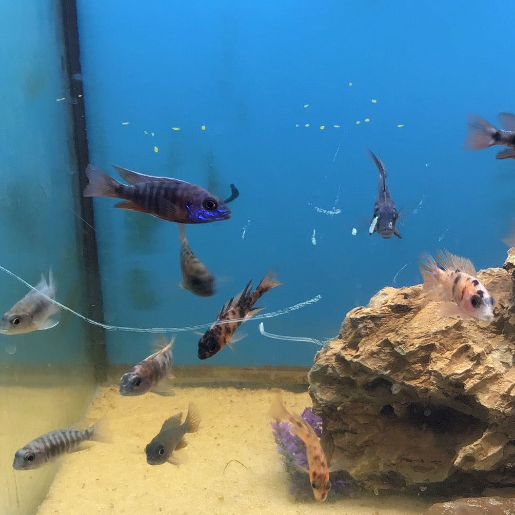Assorted Peacock Cichlids