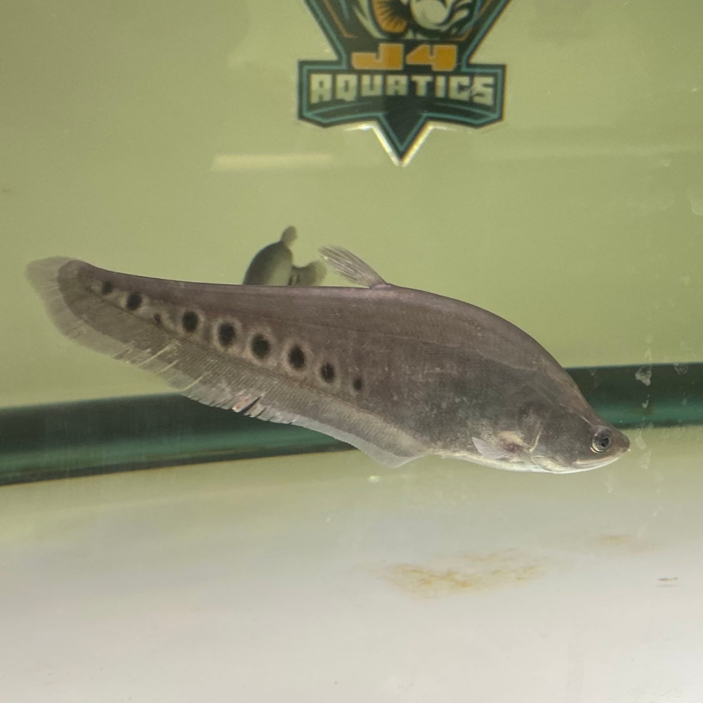 Clown Knifefish