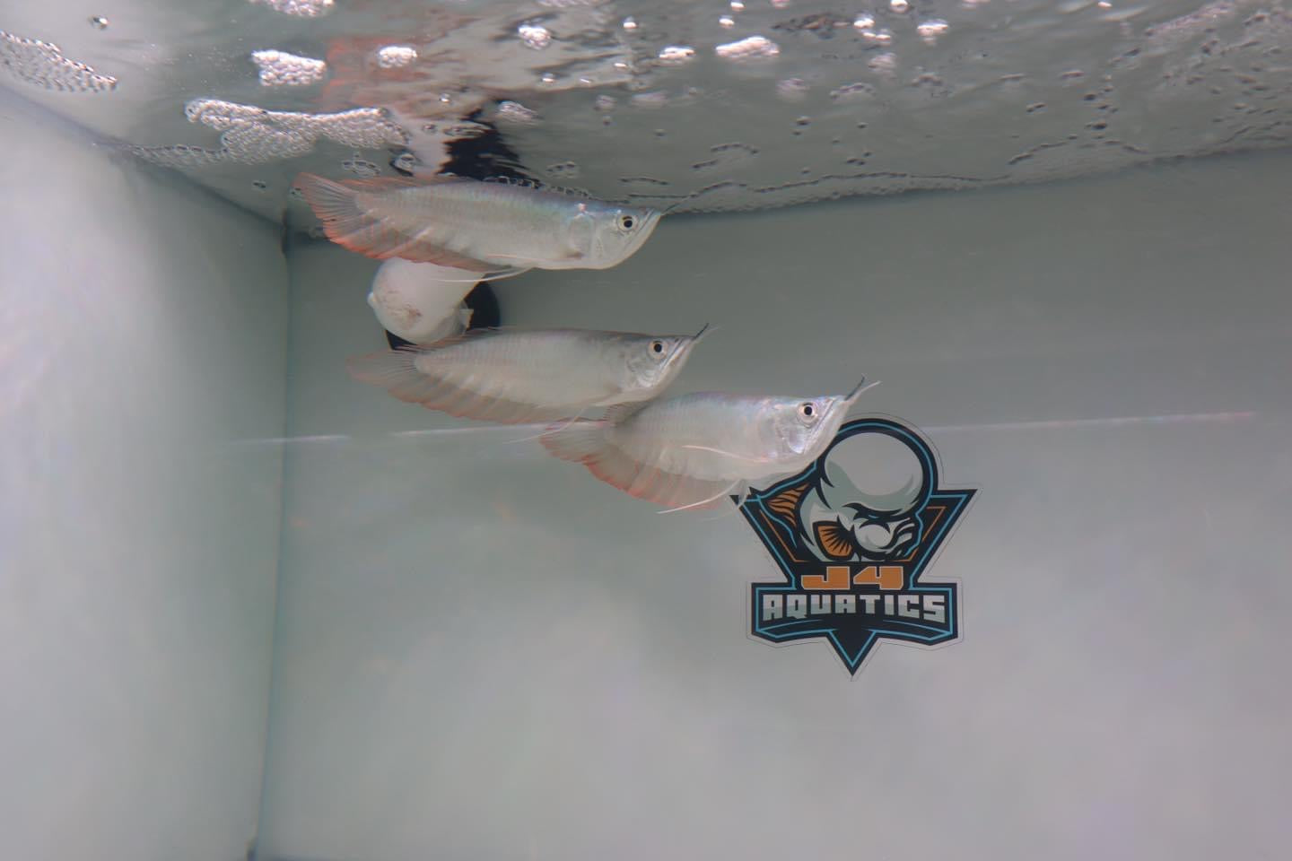 Shortbody Silver Arowanas 6-7"