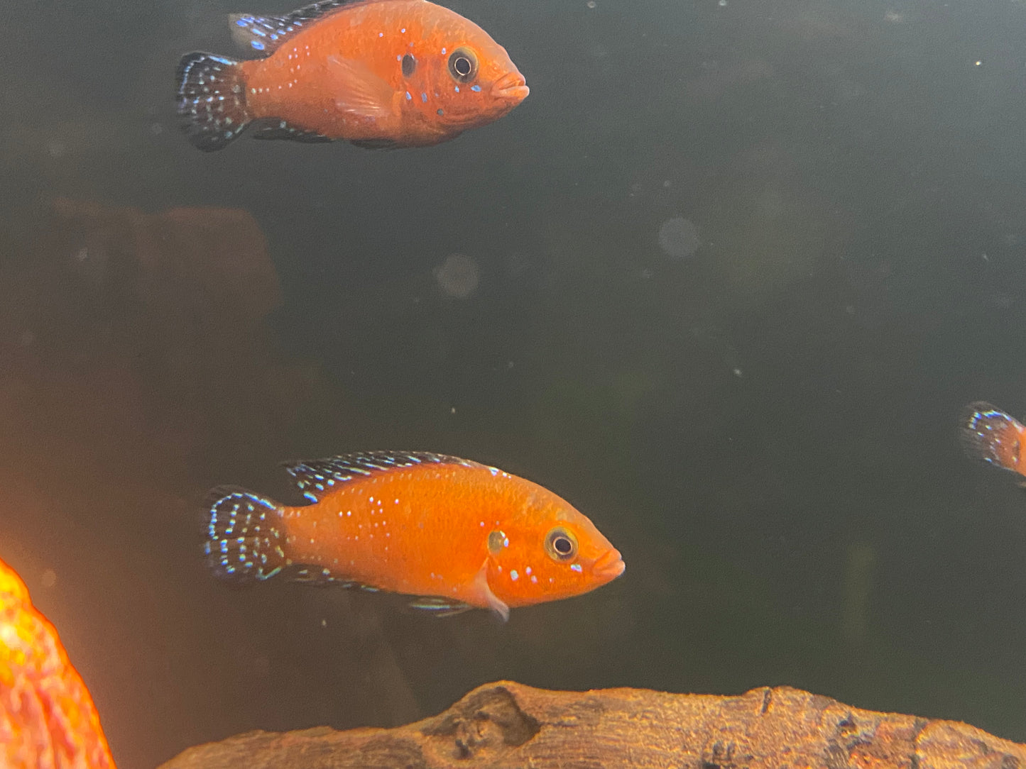 Turkana Red Jewel Cichlids 1.5-2"