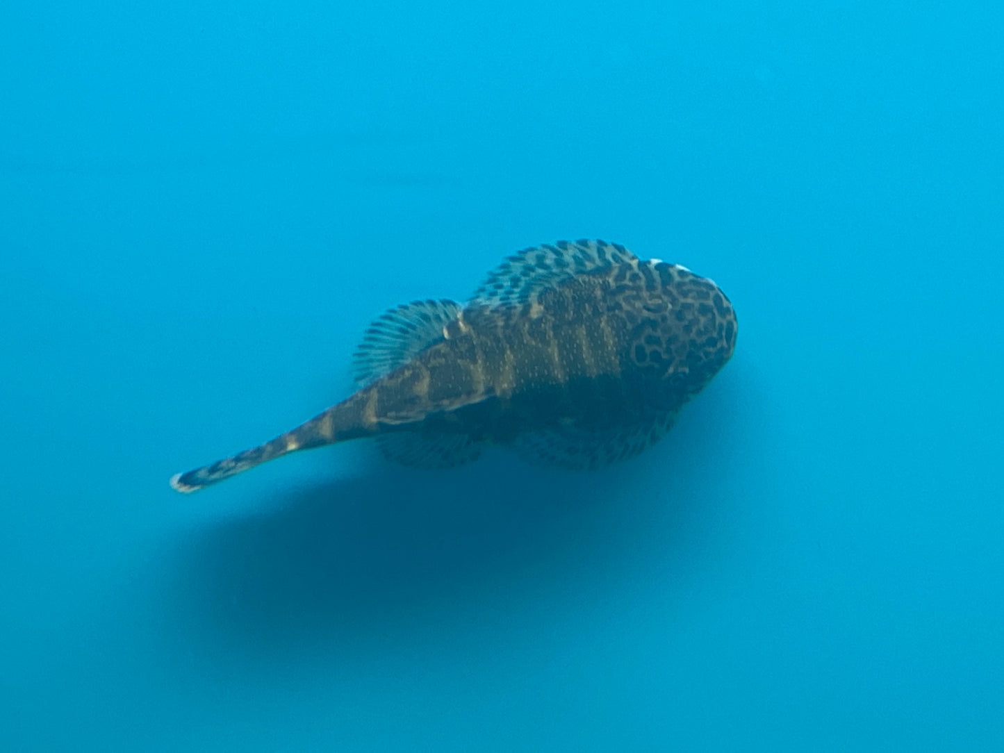 Neon Borneo Sucker