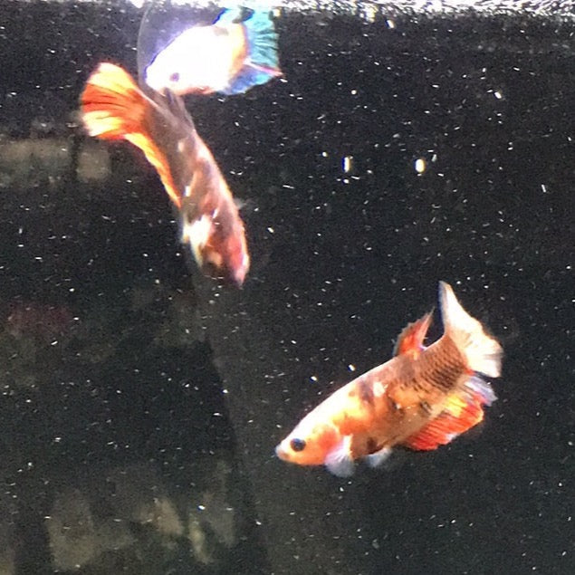 Betta Female