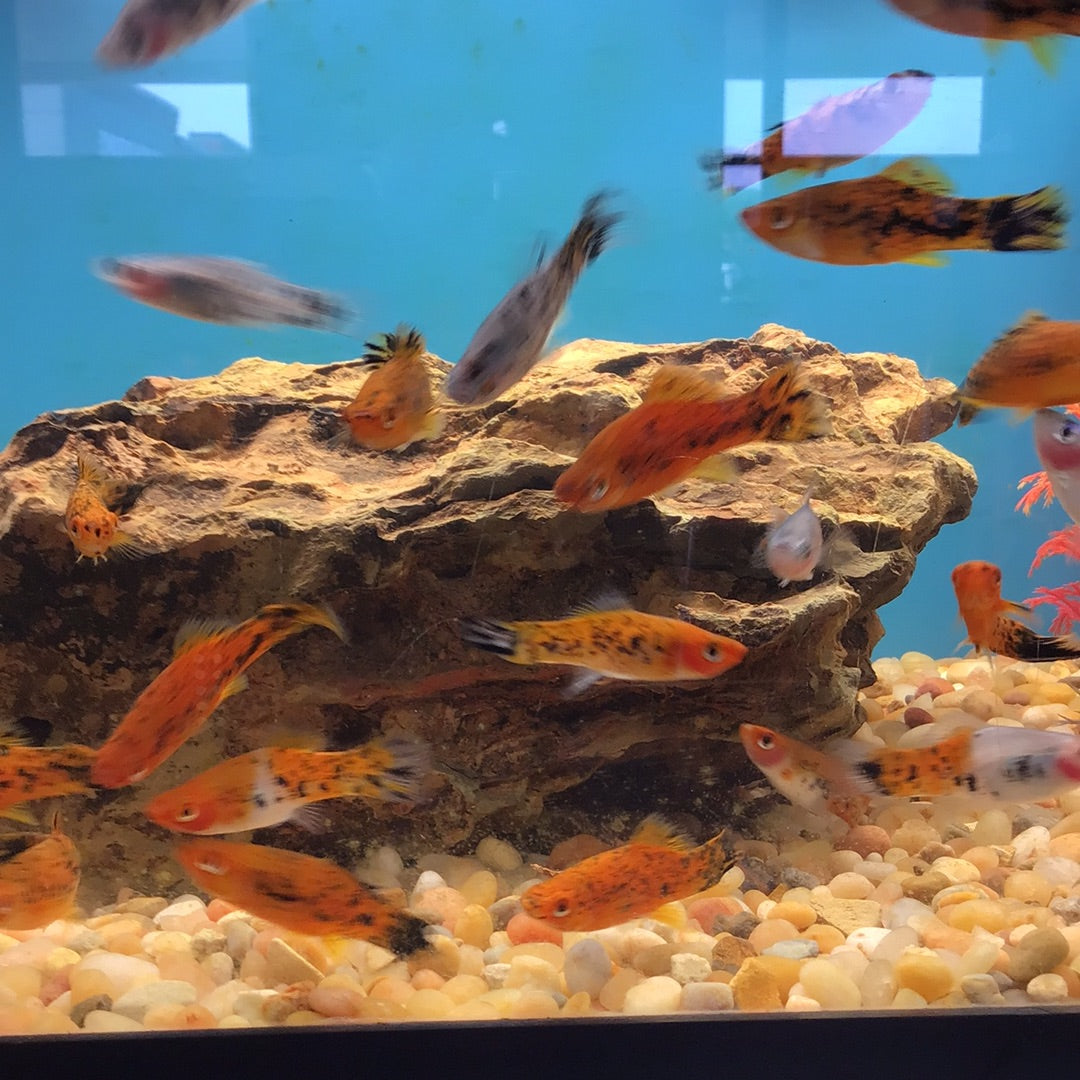 Marble Swordtail