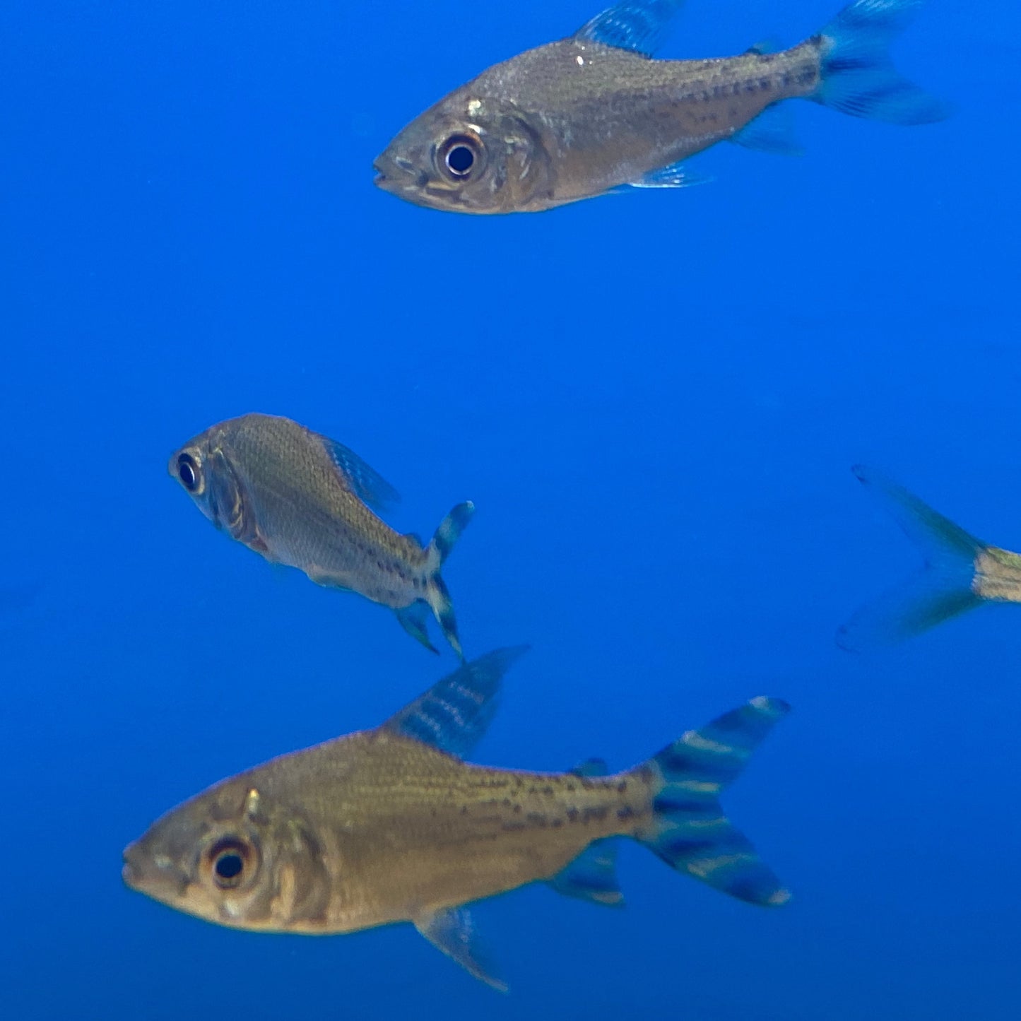 Flagtail Prochilodus