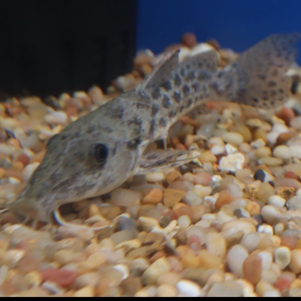 Giraffe Catfish