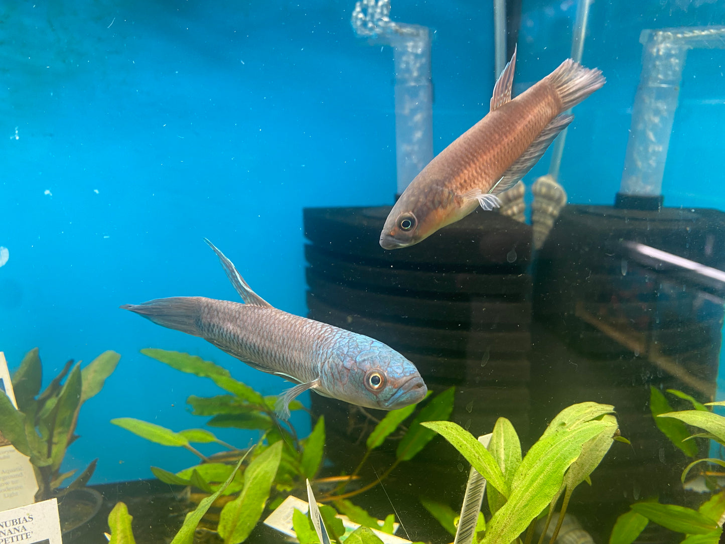 Betta Antuta Pair (Wild Caught )