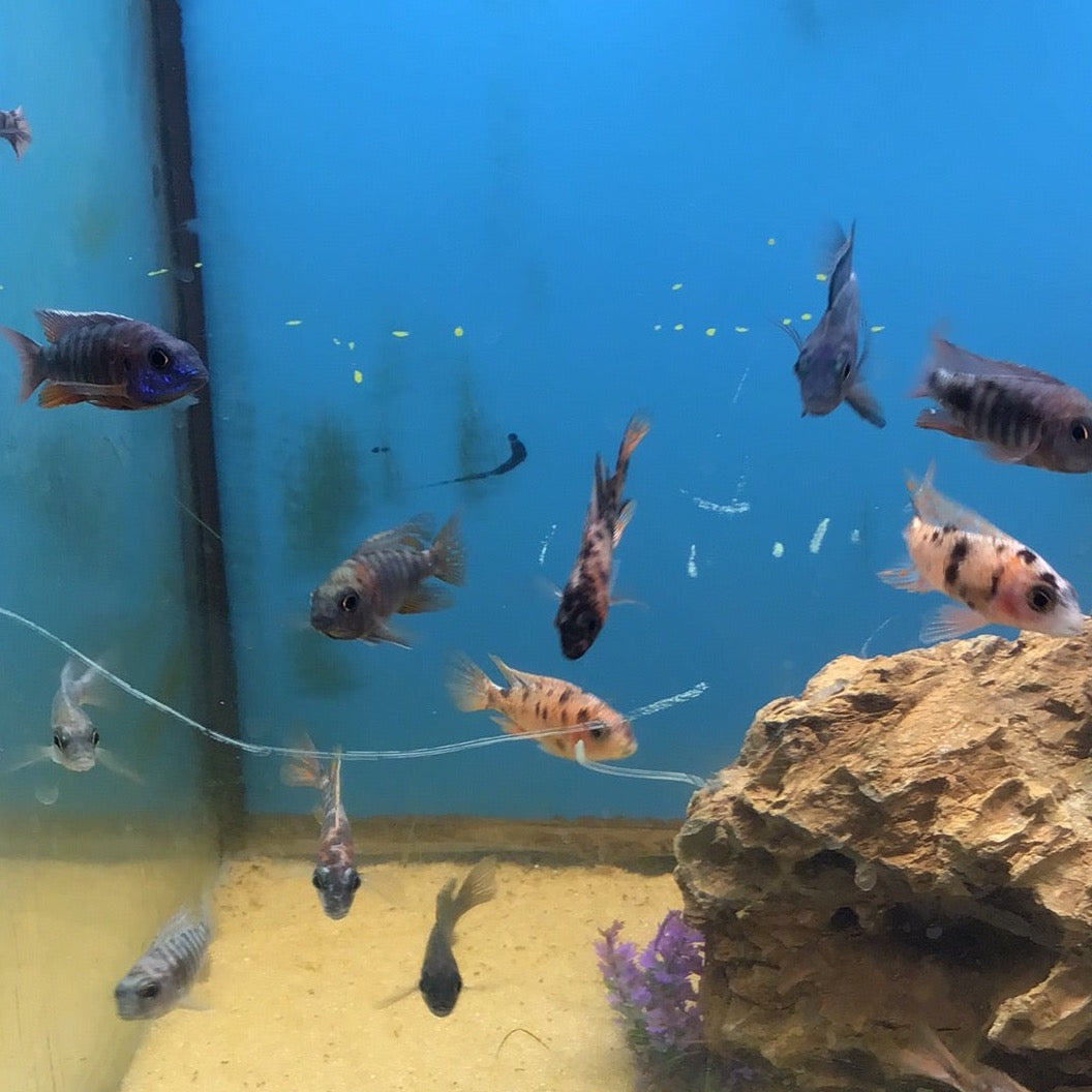 Assorted Peacock Cichlids