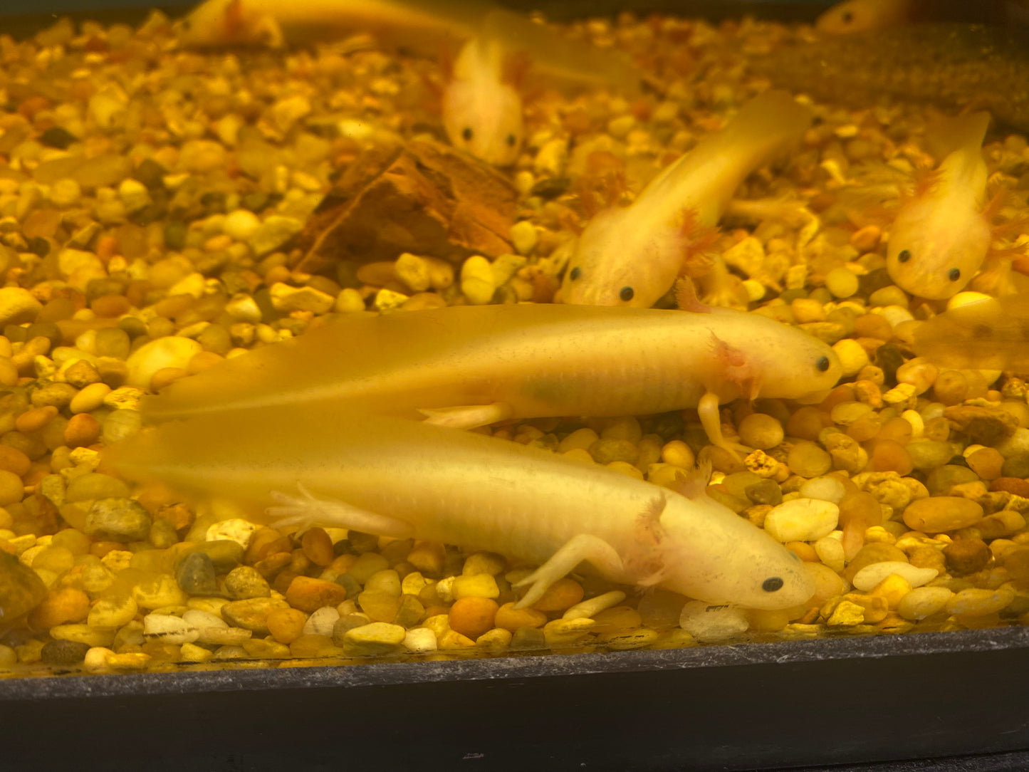 Leucistic Axoltl 3-5"