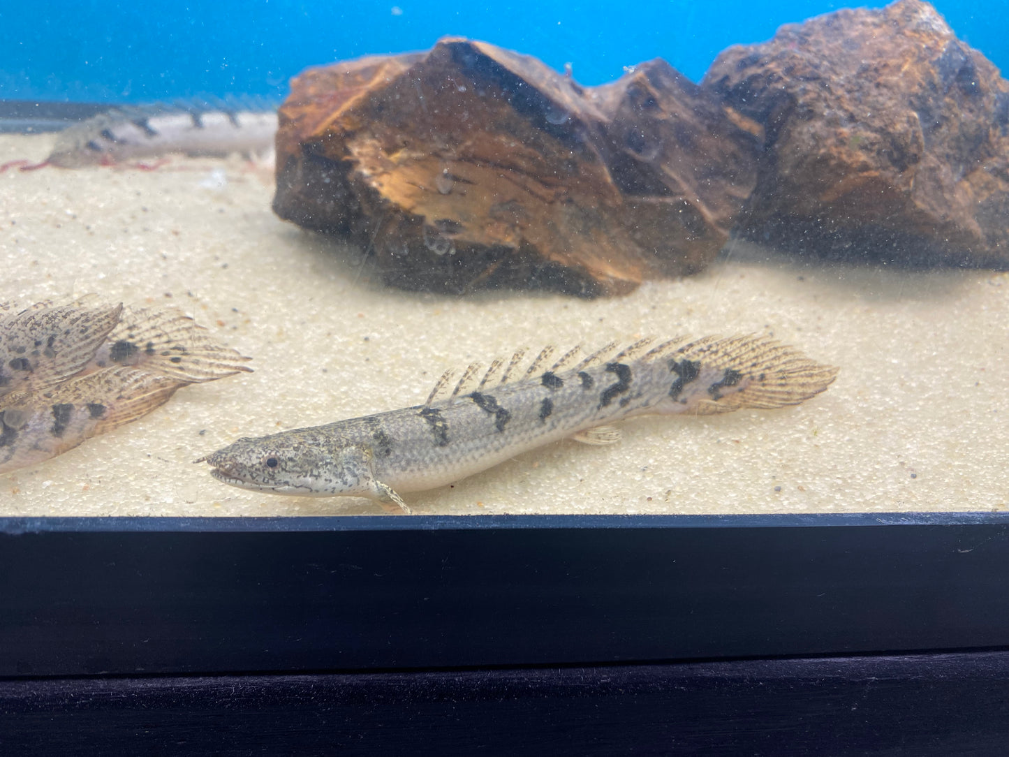 Delhezi Bichir 4-5"