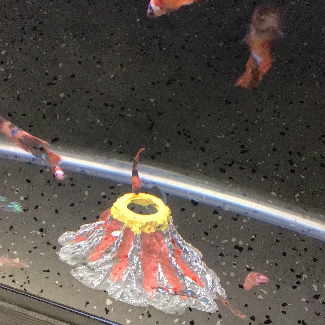 Betta Female