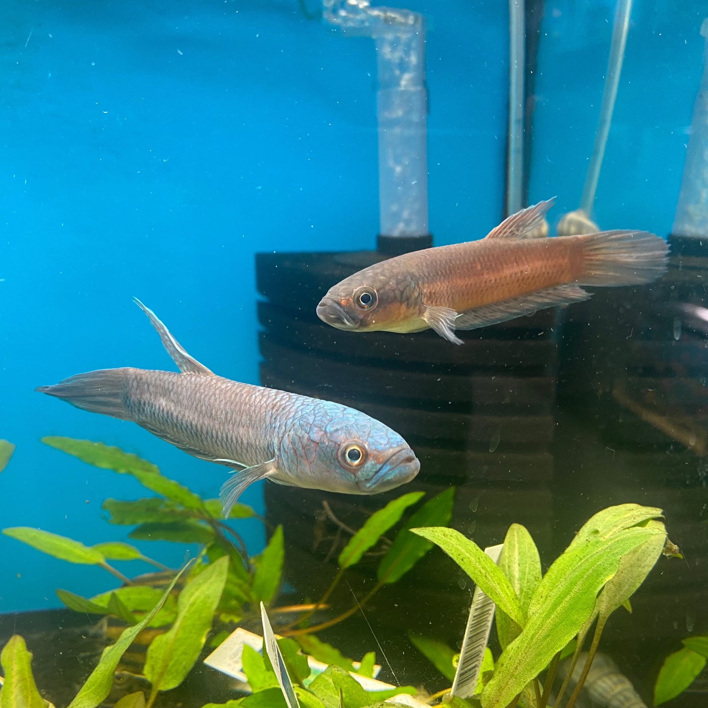 Betta Antuta Pair (Wild Caught )
