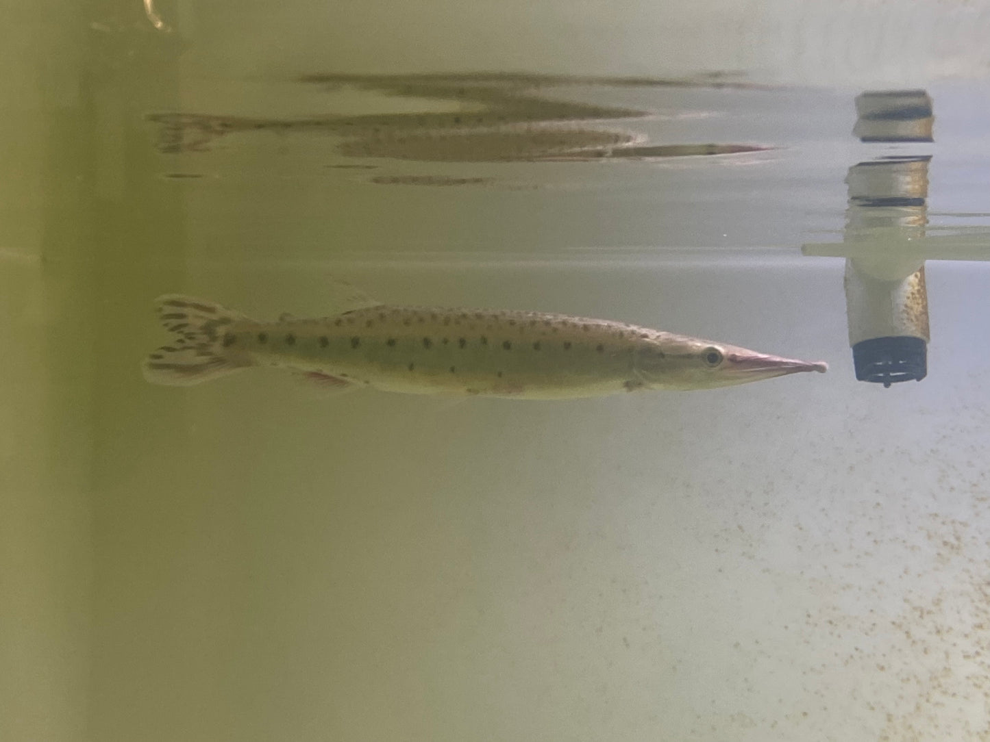 Pike Charakin 8-9"