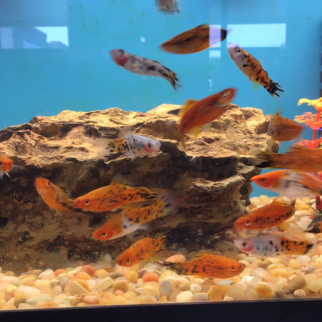 Marble Swordtail
