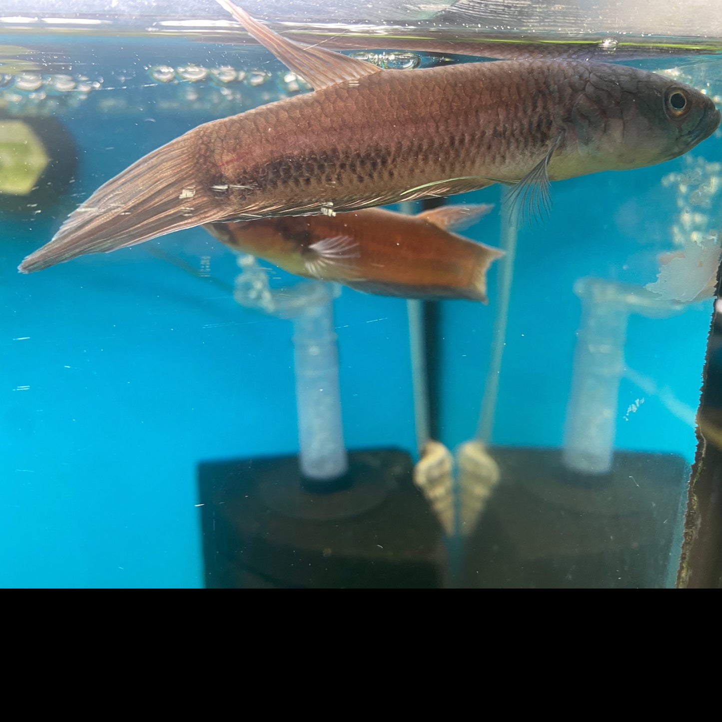 Betta Antuta Pair (Wild Caught )