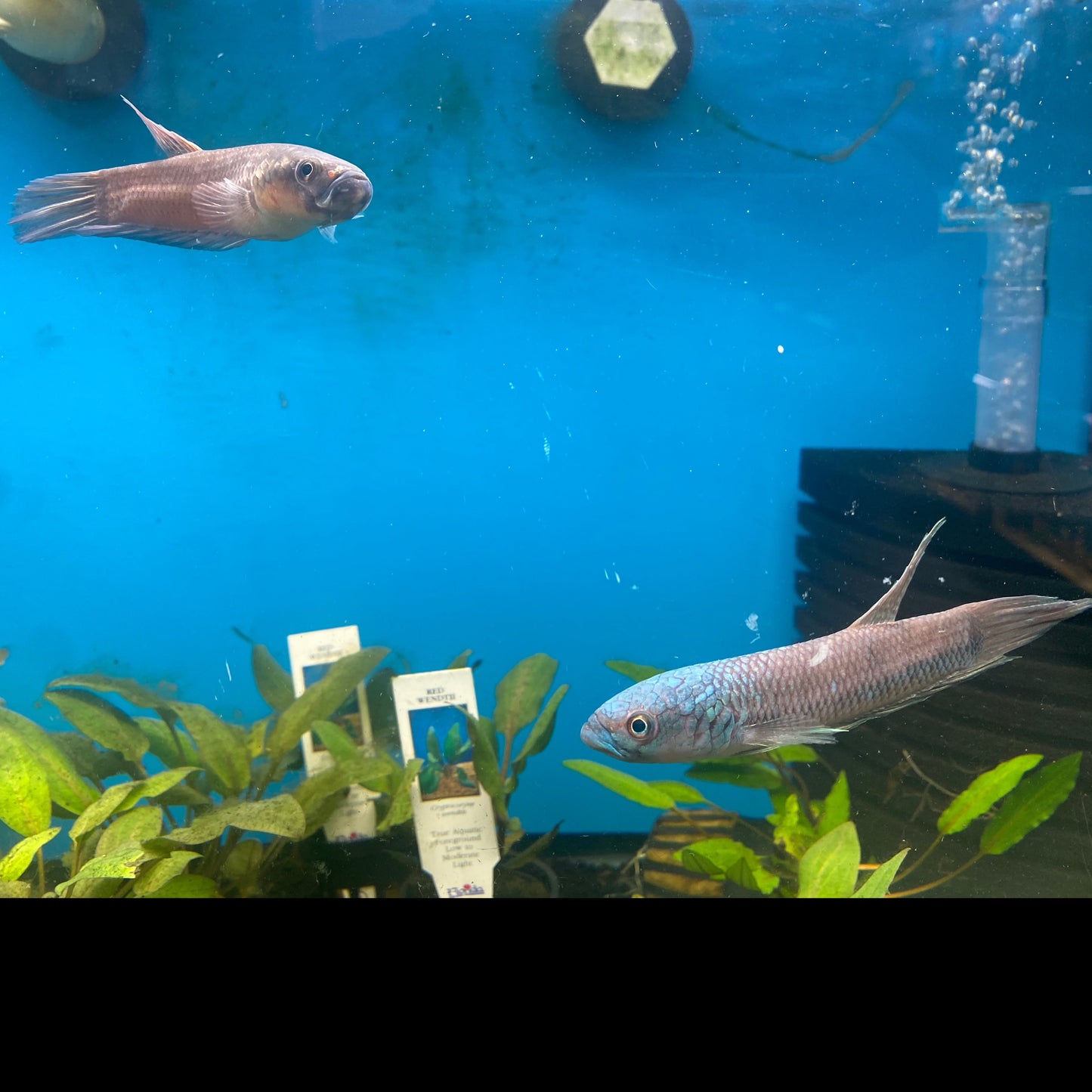 Betta Antuta Pair (Wild Caught )