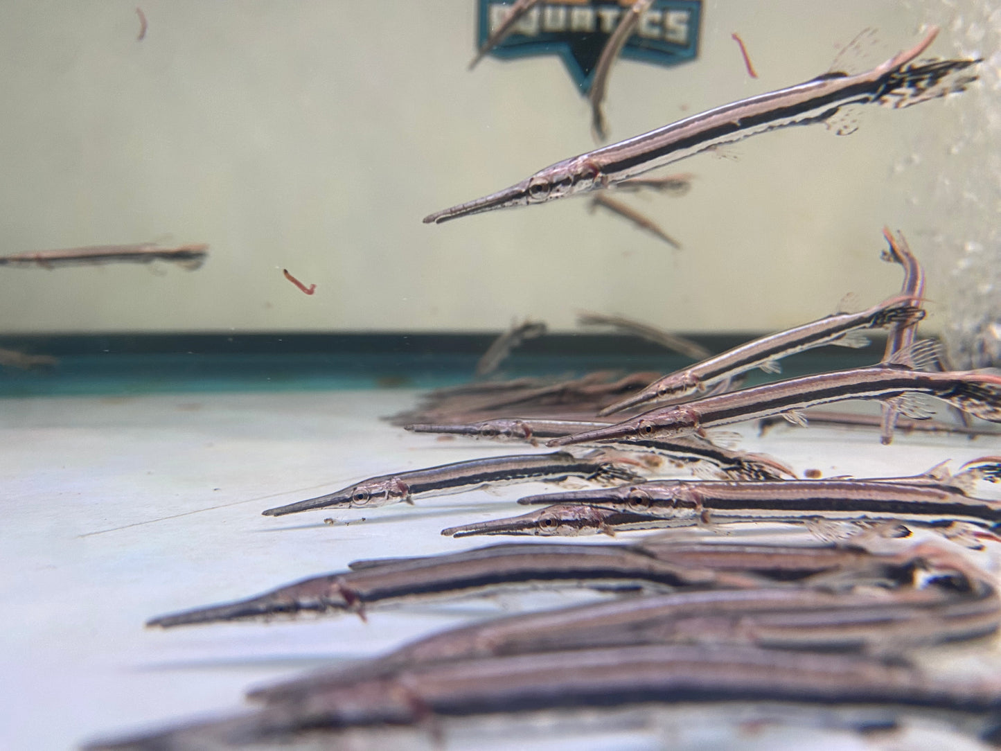 Florida Gars 3"