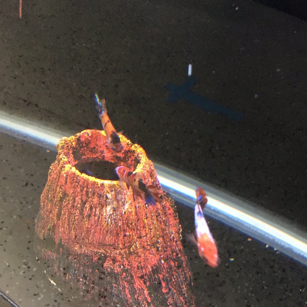 Betta Female