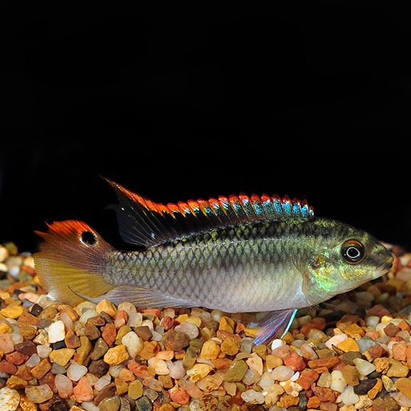 Kribensis Cichlids 1"