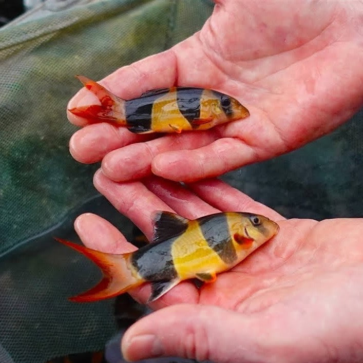 Clown Loaches