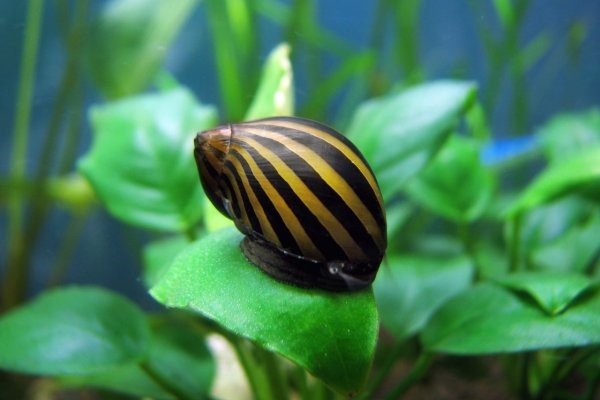 Zebra Nerite Snails (3-Pack)