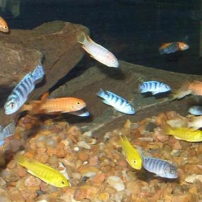 Malawi Assorted Cichlids