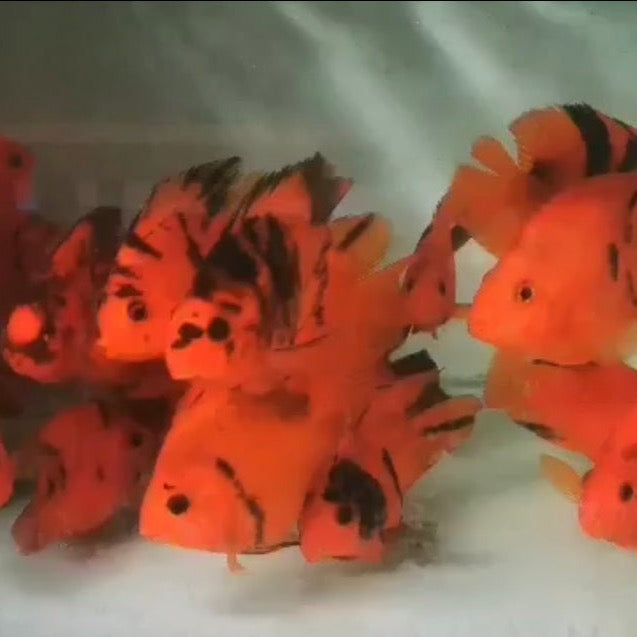 Red Tiger Parrot Cichlid