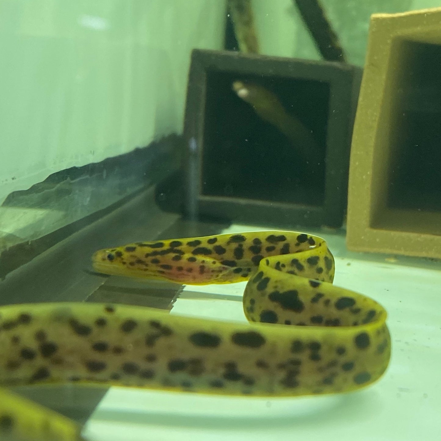 Tiger Moray Eel