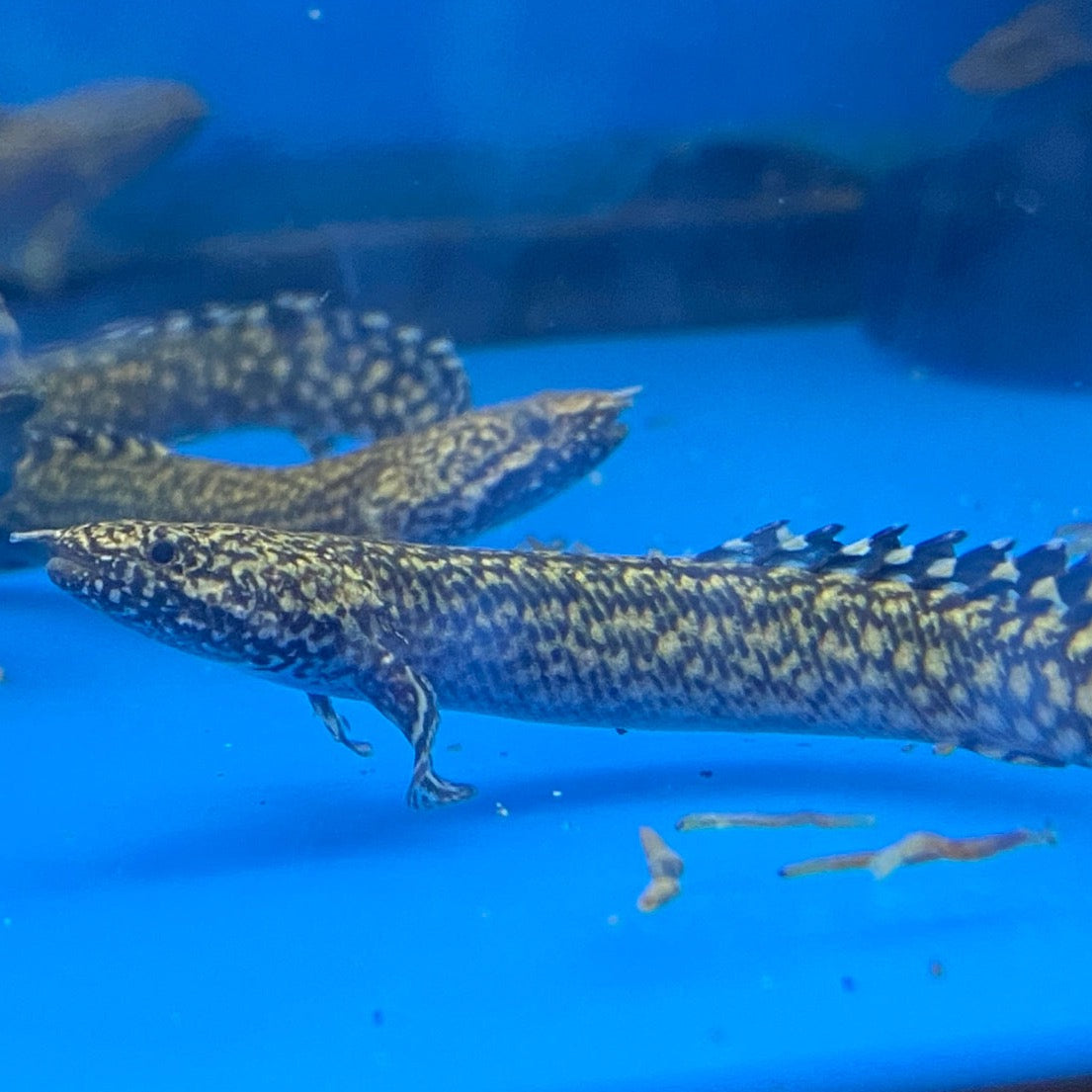 Ornate Bichir