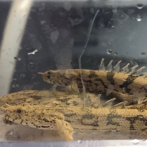 Endlicheri Bichir 4"