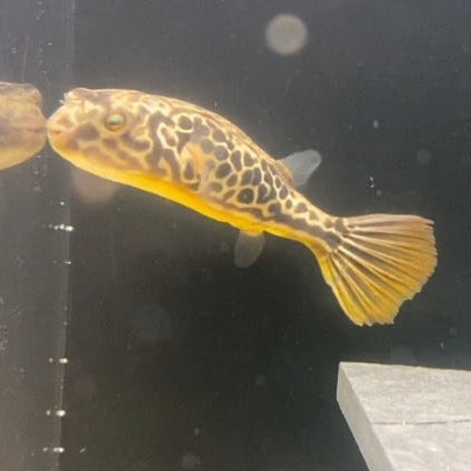 MBU Puffer 8-9"