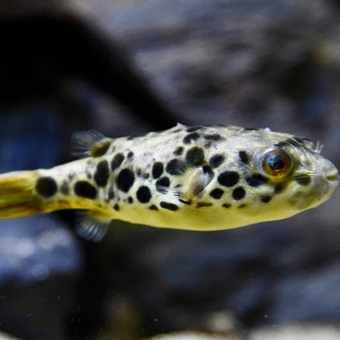 congo box puffer fish Spotted Congo Puffer Fish 2” – J4 aquatics