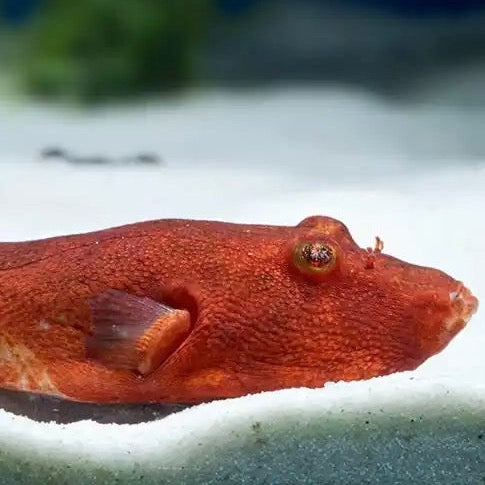 Red Miurus Puffer