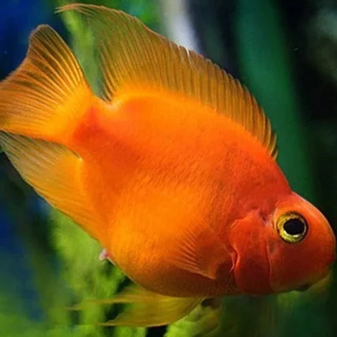 Red Parrot Cichlid