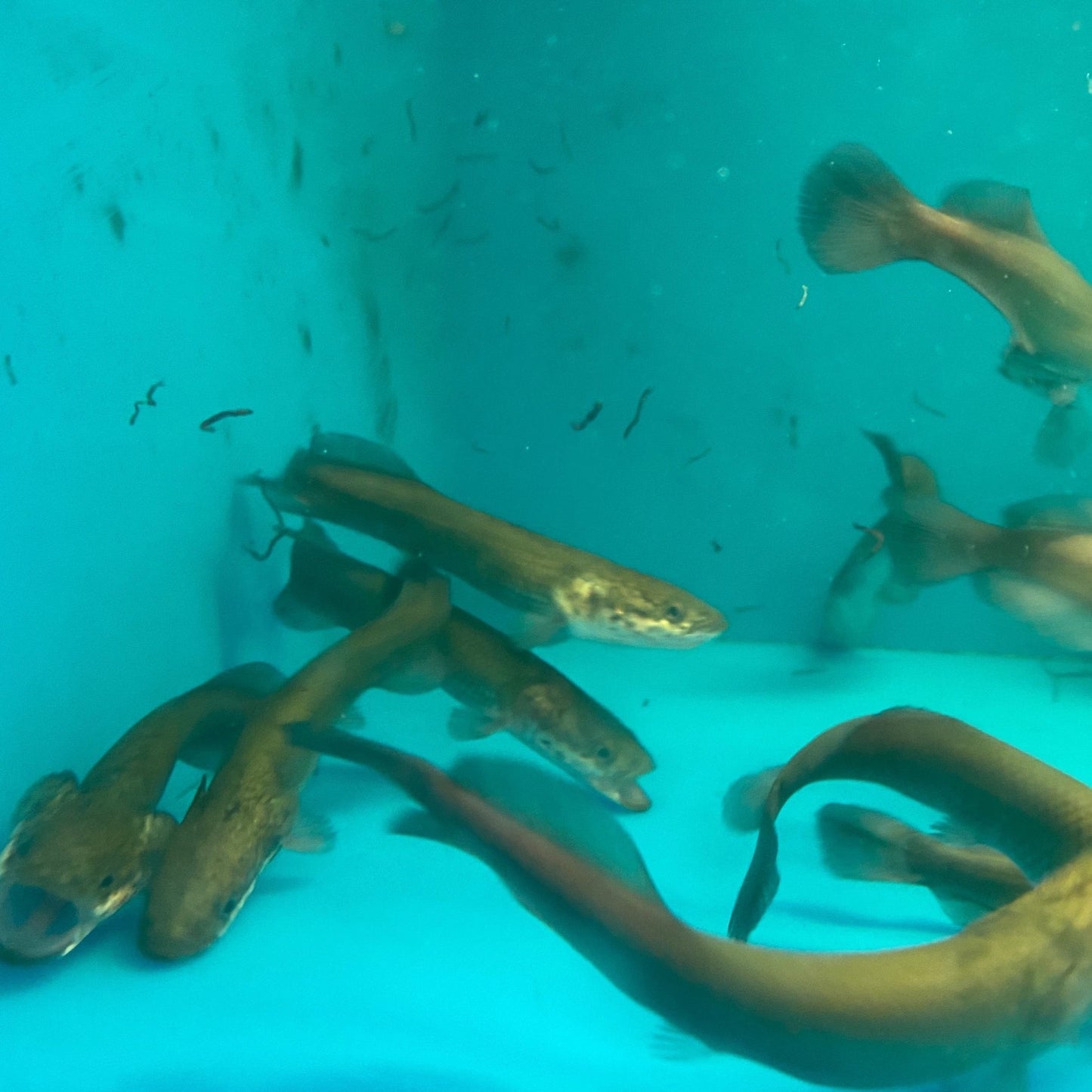 Arapaima Gigas 8-9"