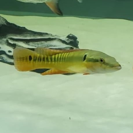 Zebrina Pike 12"