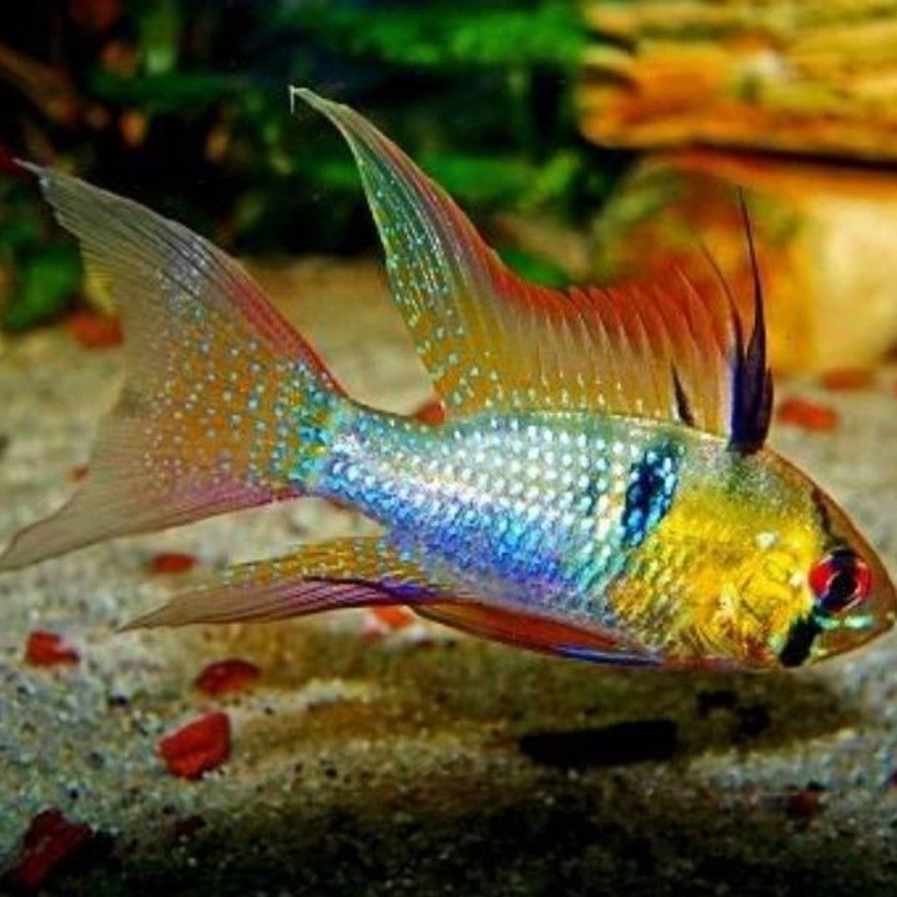 Longfin German Blue Ram