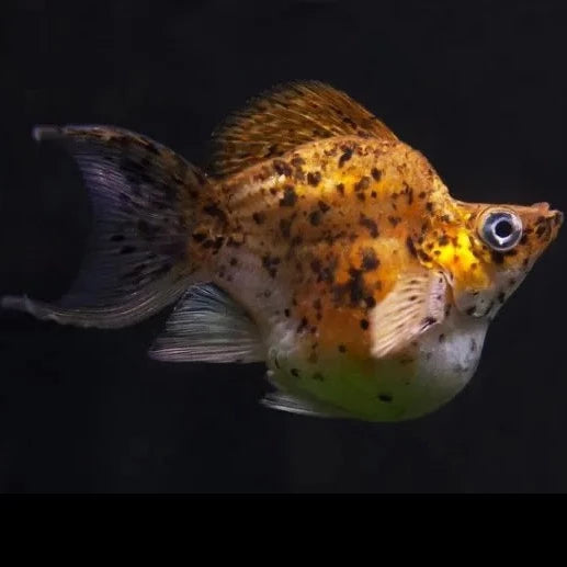 Koi Balloon Molly