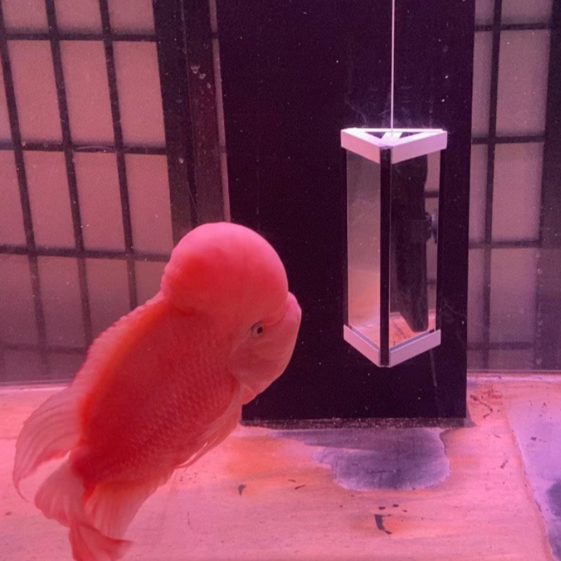 Flowerhorn Grooming Mirror