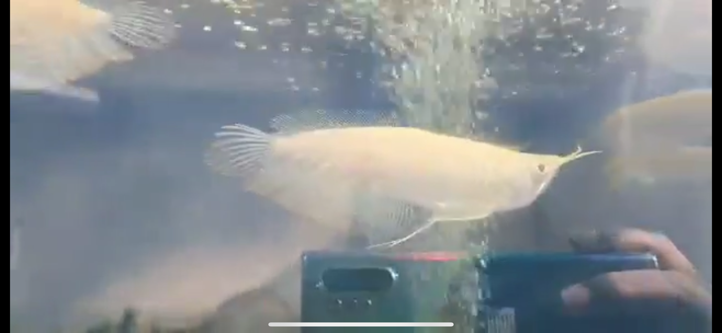 Shortbody Albino Arowana 5-6"