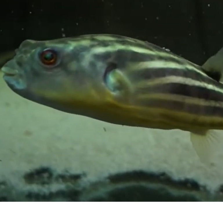 Fahaka Puffer 1"
