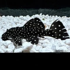 L240 Vampire Pleco